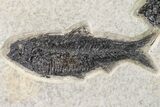 Two Detailed Fossil Fish (Knightia) - Wyoming #163437-2